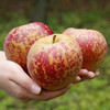四川大凉山红露丑苹果 脆甜苹果当季水果 新鲜采摘 脆甜多汁 商品缩略图2