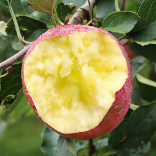 四川大凉山红露丑苹果 脆甜苹果当季水果 新鲜采摘 脆甜多汁 商品图7