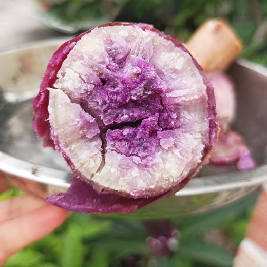 连州高山番薯冰淇淋紫薯 一点红 商品图3