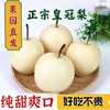 【细嫩脆甜！河北皇冠梨】现摘现发皇冠梨5斤10斤新鲜水果皇冠当季雪花梨鸭梨红香梨早酥梨梨子-觅食坊 商品缩略图1