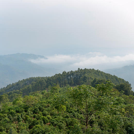 正谷古树红茶 商品图11