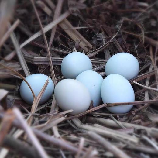 本地 散养土鸡蛋 （不吃饲料）（30枚） 商品图2