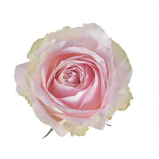 【花匠铺】粉红雪山 10支/扎 粉玫瑰 云南基地发货 （价格已包含包装费用） 运费以实际为准，多退少补。 商品图3