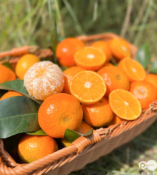 冬日甜心！春节必吃【广西砂糖橘】来自大山深处的美味！清甜多汁 皮薄籽少 小巧玲珑 老人小孩都喜欢 一口一个根本停不下来 商品图7