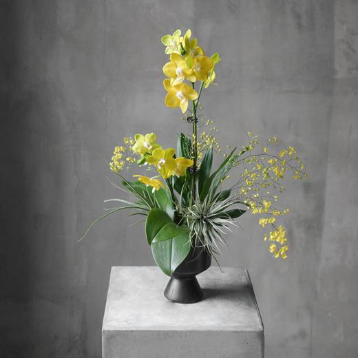 阳光峡谷 Sunshine Canyon 商品图0