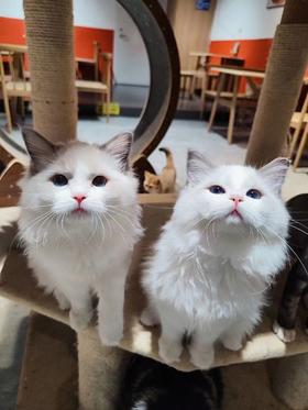 超值！限时撸猫券！赠饮品1份