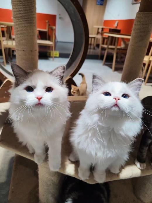 超值！限时撸猫券！赠饮品1份 商品图0