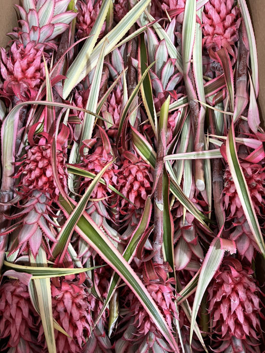 台湾凤梨-【旺来花】 商品图3