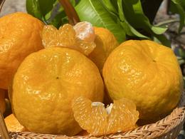 老品种碰柑 | 生态种植，酸甜口感，橘香味正，可做陈皮 | 产自云南高原，基地直发