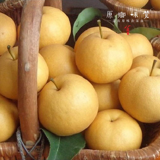 有机香水梨（基地直发-顺丰/京东包邮）| 多种规格，来自山西黎城，生产者：张韶明【合作生产，公平贸易】 商品图5