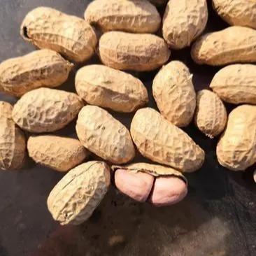 生态原味炒花生 | 颗粒饱满 纯正香醇 | 公平贸易 * Ecological original flavor fried peanuts 商品图4