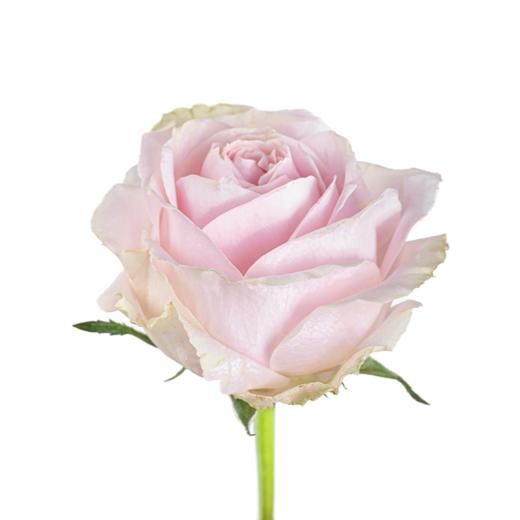 【花匠铺】粉红雪山 10支/扎 粉玫瑰 云南基地发货 （价格已包含包装费用） 运费以实际为准，多退少补。 商品图4