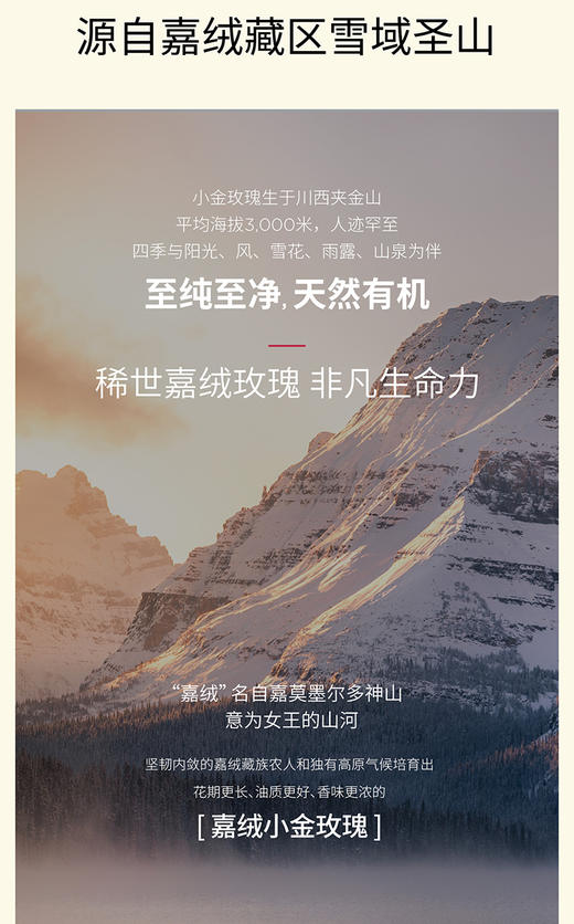 天地盖花茶小金山玫瑰 礼盒 商品图7