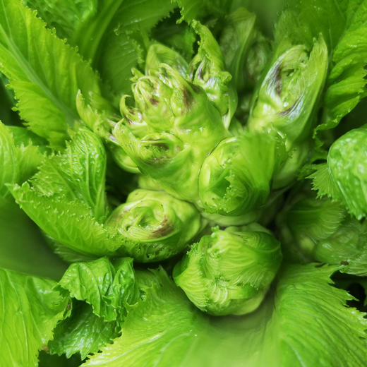 年卡-儿菜500g 商品图0