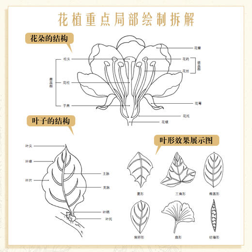 花植之美 黑白线描手绘插画设计技法 花卉线稿插画实例教程素描临摹画册铅笔画花卉线描画册黑白线稿手绘技法花见线语集 商品图3