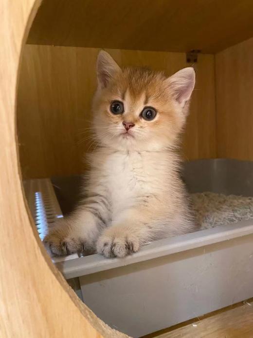 超值！限时撸猫券！赠饮品1份 商品图1