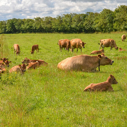 正谷Ouroland有机奶酪 商品图8