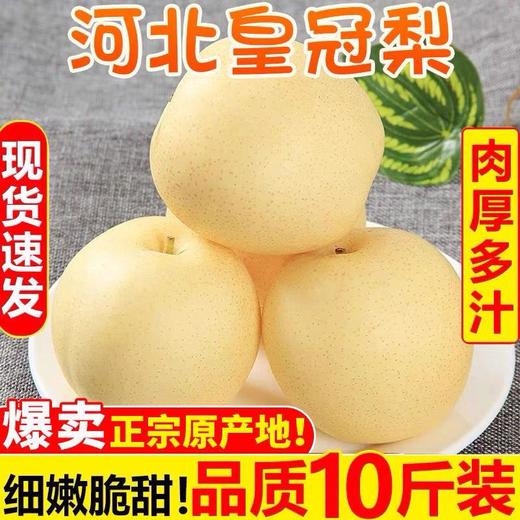 【细嫩脆甜！河北皇冠梨】现摘现发皇冠梨5斤10斤新鲜水果皇冠当季雪花梨鸭梨红香梨早酥梨梨子-觅食坊 商品图0