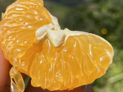 老品种碰柑 | 生态种植，酸甜口感，橘香味正，可做陈皮 | 产自云南高原，基地直发 商品图1