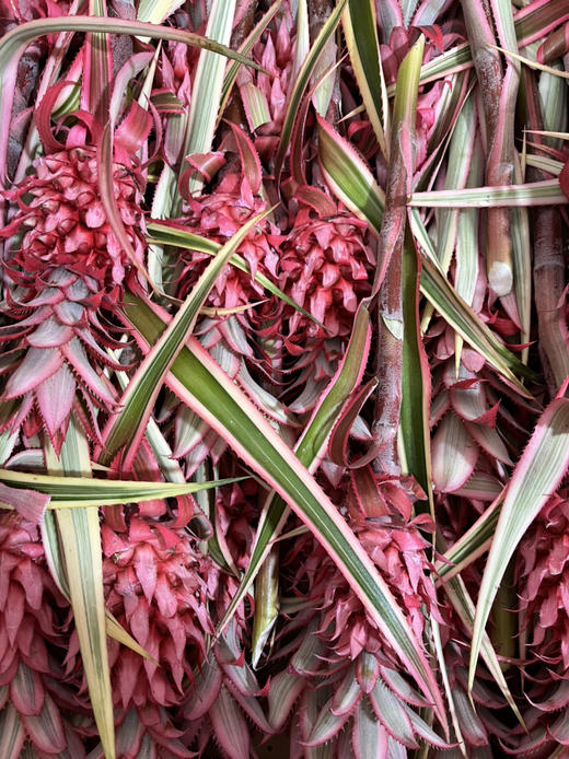 台湾凤梨-【旺来花】 商品图1