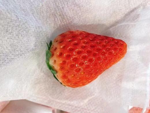 无菌草莓一斤 商品图1