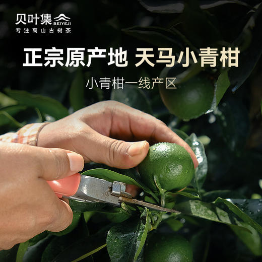 正宗新会果香小青柑12年陈皮勐海普洱熟茶叶直播大份量罐装 商品图1