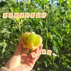 童味草莓西红柿 追寻旧时光 品尝好味道 餐桌上的儿时味道 商品缩略图4