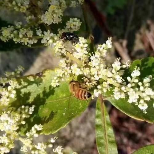 【五倍子野蜜】深山天然蜂蜜，一年一割。 商品图3