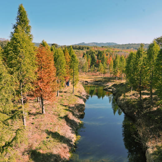 成人特惠 | 12.27周六马刺沟穿越甸尾村徒步，赏壮观红杉林，穿越昆明周边苔藓原始森林丰富景观！ 商品图3