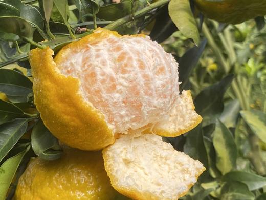 老品种碰柑 | 生态种植，酸甜口感，橘香味正，可做陈皮 | 产自云南高原，基地直发 商品图4