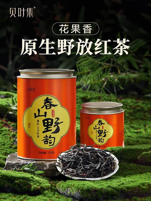 【2026年10月效期 特价清仓】云南滇红古树茶叶花果香清甜高档送礼春山野韵罐装 商品图0