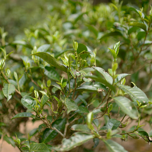 正谷古树红茶 商品图13