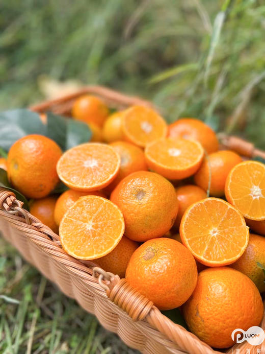 冬日甜心！春节必吃【广西砂糖橘】来自大山深处的美味！清甜多汁 皮薄籽少 小巧玲珑 老人小孩都喜欢 一口一个根本停不下来 商品图8