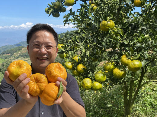 老品种碰柑 | 生态种植，酸甜口感，橘香味正，可做陈皮 | 产自云南高原，基地直发 商品图9