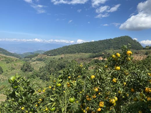 老品种碰柑 | 生态种植，酸甜口感，橘香味正，可做陈皮 | 产自云南高原，基地直发 商品图5