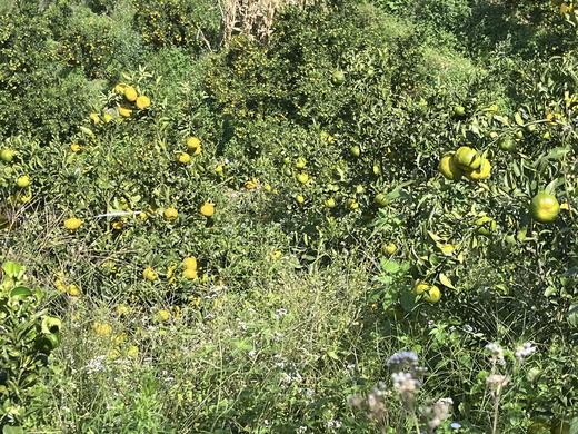 老品种碰柑 | 生态种植，酸甜口感，橘香味正，可做陈皮 | 产自云南高原，基地直发 商品图6