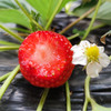 北京本地新鲜红颜草莓 自然熟 成熟度高 香味浓郁甜 奶油草莓 当季时令水果 商品缩略图1