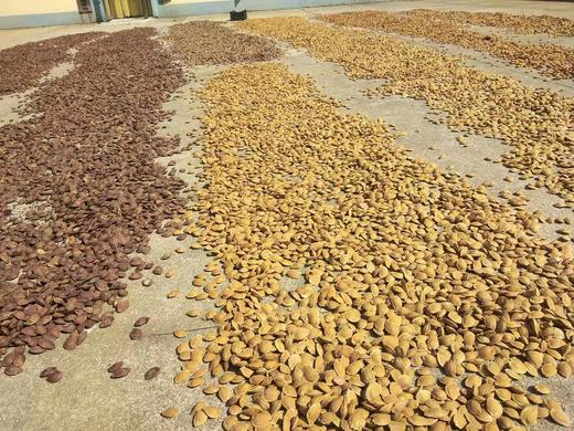 大连庄河特产 歇马杏罐头/歇马杏仁露/杏仁酒/杏饮料 原料采用庄河歇马杏制作 罐头荣获第十六届国际杏会议金奖 只发大连同城包邮，新老包装随机发货 商品图8