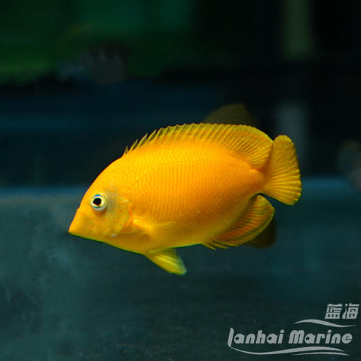 黄新娘 商品图3