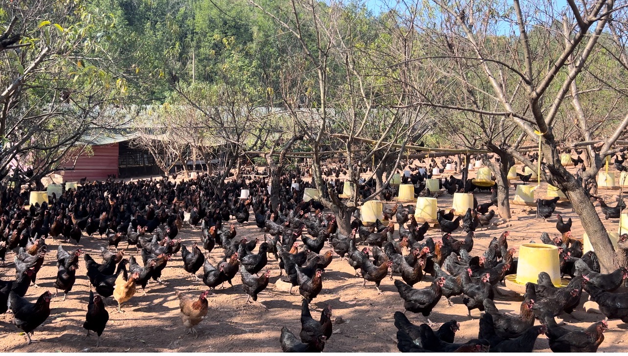 【凤头黑土鸡 】 净重约2~2.2斤 正宗新鲜 大山散养