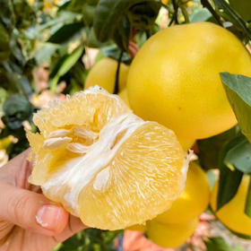 漳州高山黄金葡萄柚  肉质柔嫩 清甜多汁
