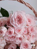 国产玫瑰-【斯佳丽】多头 商品缩略图1