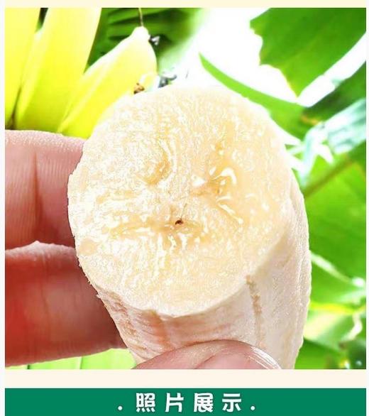 【海南热带水果】海南芭蕉产地发货5斤（4个左右/斤）  顺丰/京东随机发货 商品图1