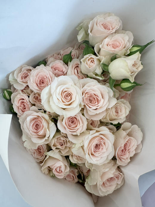 国产玫瑰-【斯佳丽】多头 商品图2