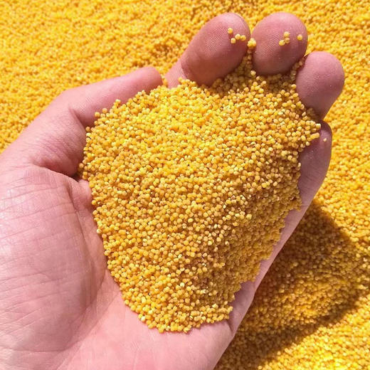 星姐家种的灯笼红玉米碴5斤 健康粗粮 自然农法种植 人工脱粒 （河北饶阳圆通/韵达发货） 商品图4