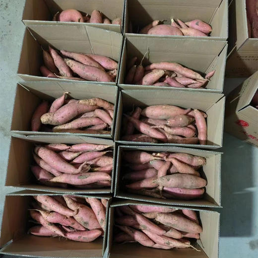 绵密香甜的红薯 不必生长在聚光灯下，泥土里的坚守，终会甜得出众 商品图2
