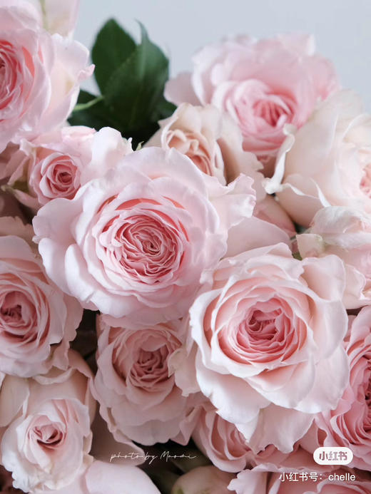 国产玫瑰-【斯佳丽】多头 商品图0