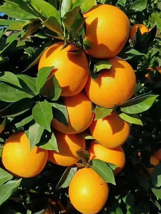 产地直发，赣南脐橙，无污染种植，果肉细腻，汁水充足，黄金酸甜比，带点果酸，8斤/箱 商品图3