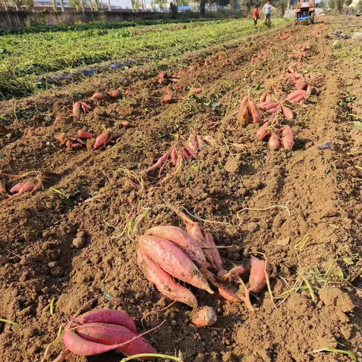 绵密香甜的红薯 不必生长在聚光灯下，泥土里的坚守，终会甜得出众 商品图1