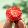 【买2份十堰主城区包邮】柳陂红颜新鲜草莓2斤/筐 商品缩略图4